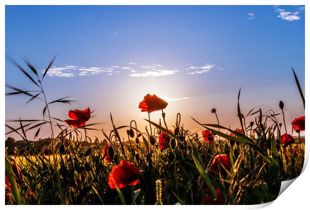 Poppies at sunset  Print by Sam Owen