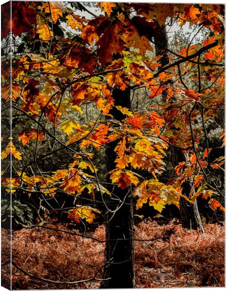 Gorgeous autumn colours  Canvas Print by Sam Owen