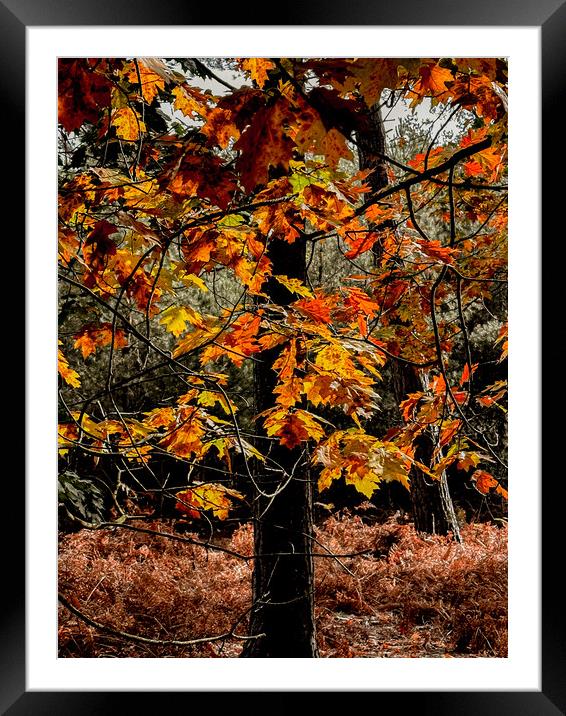 Gorgeous autumn colours  Framed Mounted Print by Sam Owen