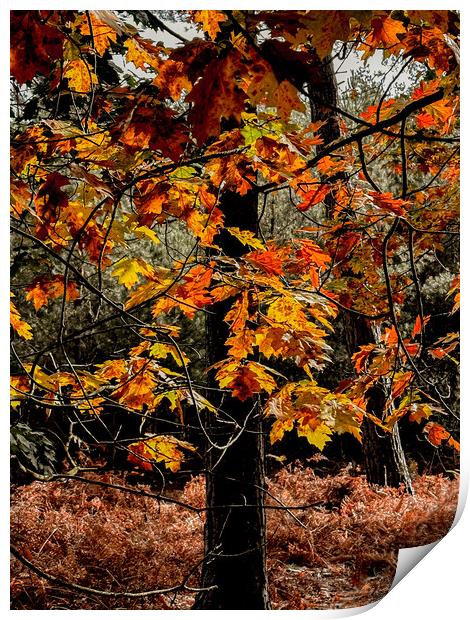 Gorgeous autumn colours  Print by Sam Owen
