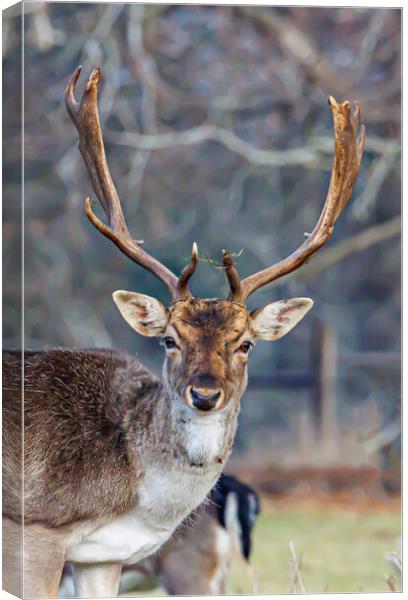 Holkham fallow deer Canvas Print by Sam Owen