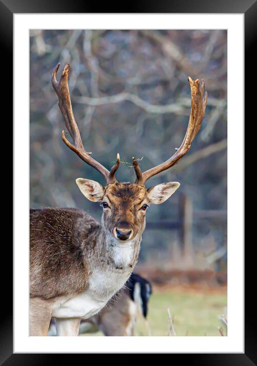 Holkham fallow deer Framed Mounted Print by Sam Owen