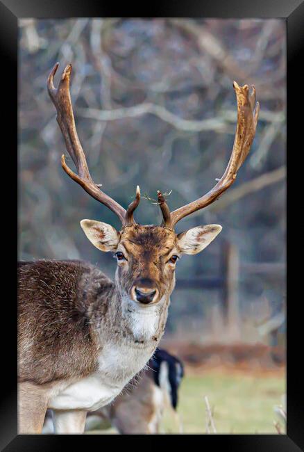 Holkham fallow deer Framed Print by Sam Owen