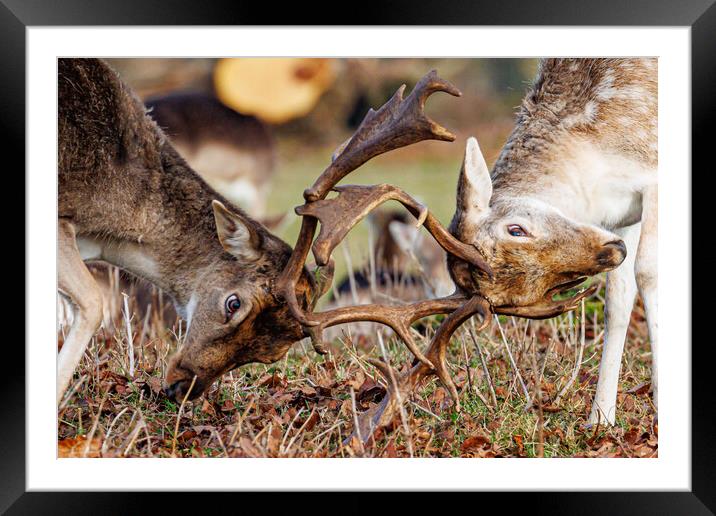 Rutting fallow deer at Holkham  Framed Mounted Print by Sam Owen