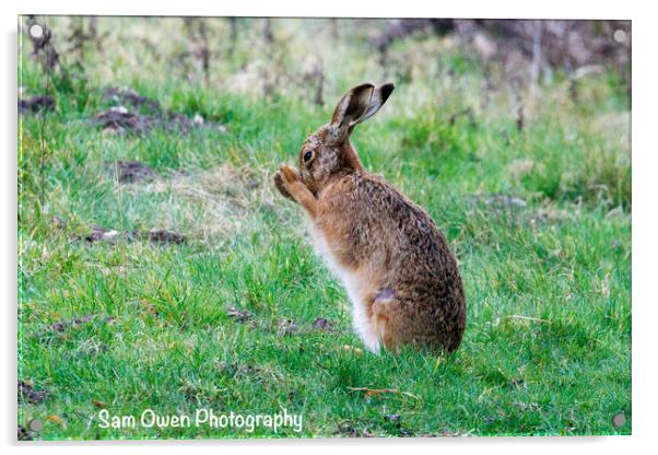 A beautiful Hare Acrylic by Sam Owen
