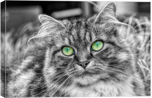 Enchanting Feline with Emerald Eyes Canvas Print by Helkoryo Photography