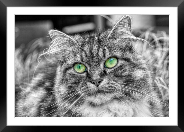 Enchanting Feline with Emerald Eyes Framed Mounted Print by Helkoryo Photography