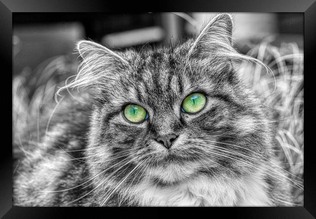 Enchanting Feline with Emerald Eyes Framed Print by Helkoryo Photography