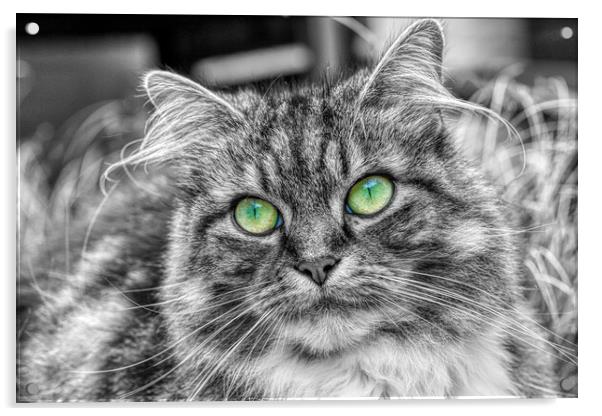 Enchanting Feline with Emerald Eyes Acrylic by Helkoryo Photography