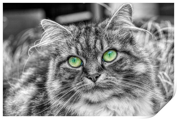 Enchanting Feline with Emerald Eyes Print by Helkoryo Photography