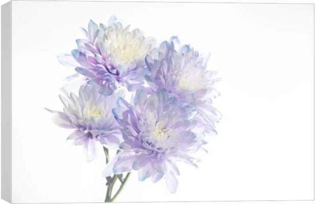 Chrysanthemums Canvas Print by Kelly Bailey