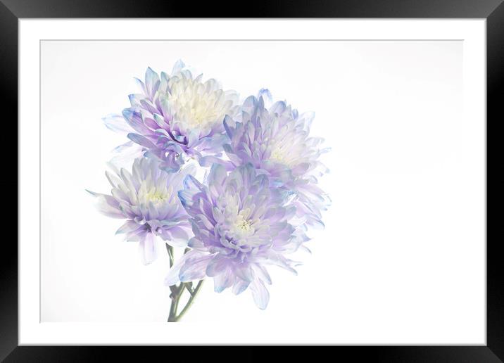 Chrysanthemums Framed Mounted Print by Kelly Bailey
