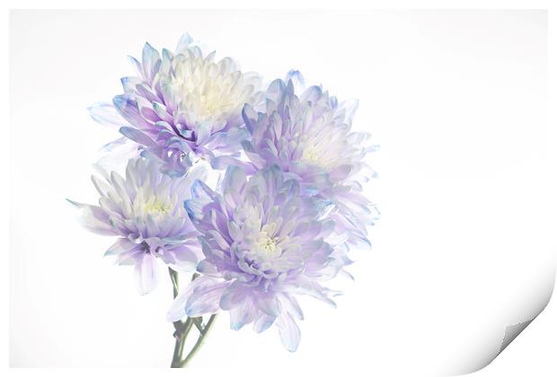 Chrysanthemums Print by Kelly Bailey