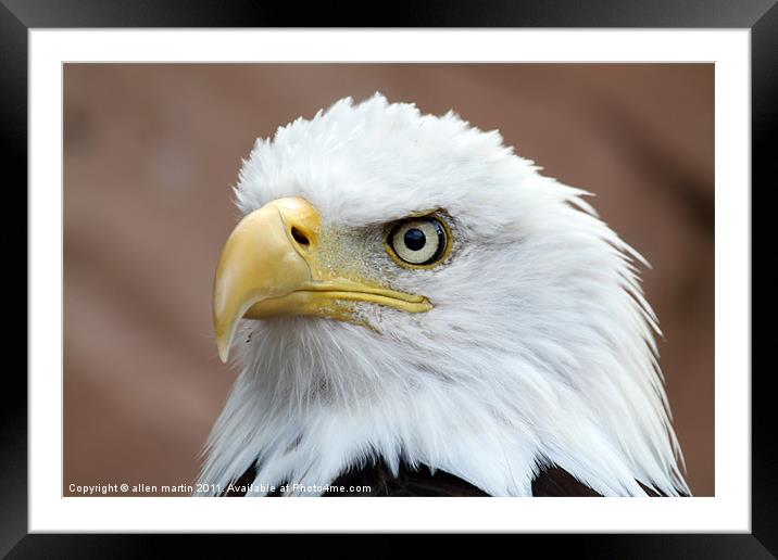 Eagle eyes Framed Mounted Print by allen martin