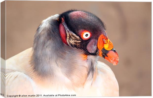 The King Vulture Canvas Print by allen martin