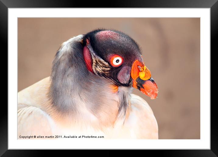 The King Vulture Framed Mounted Print by allen martin