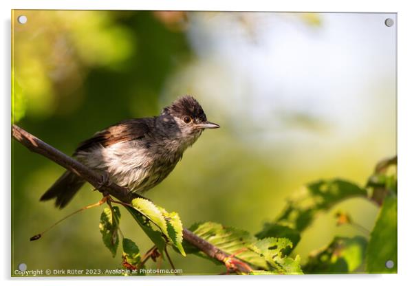 Eurasian blackcap (Sylvia atricapilla) Acrylic by Dirk Rüter