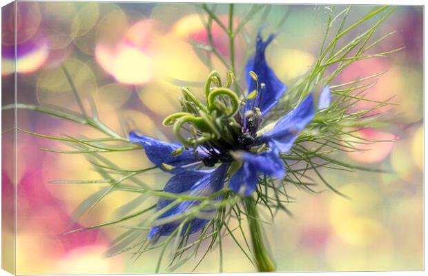 Love in a mist,party time Canvas Print by kathy white