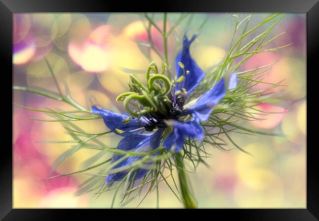 Love in a mist,party time Framed Print by kathy white