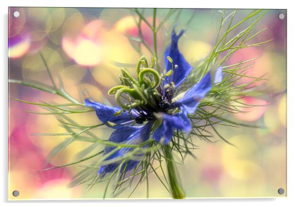 Love in a mist,party time Acrylic by kathy white