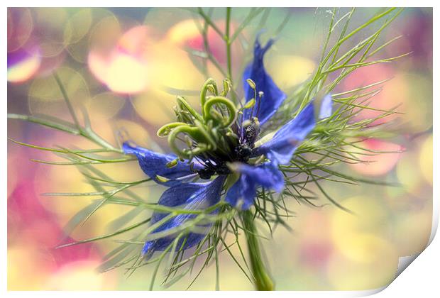 Love in a mist,party time Print by kathy white