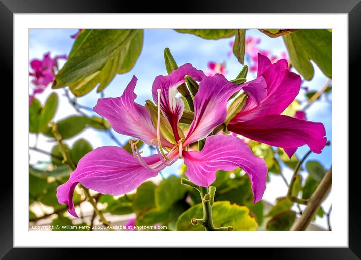 Colorful Pink Hong Kong Orchid Flowers Waikiki Honolulu Hawaii Framed Mounted Print by William Perry