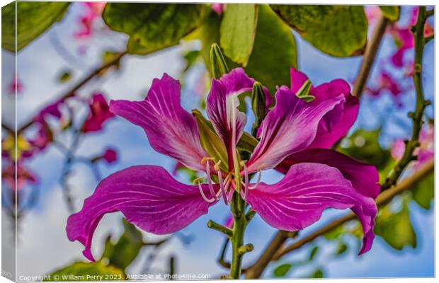 Colorful Pink Hong Kong Orchid Flowers Waikiki Honolulu Hawaii Canvas Print by William Perry