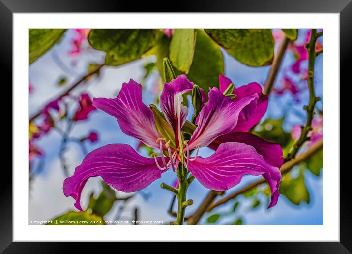 Colorful Pink Hong Kong Orchid Flowers Waikiki Honolulu Hawaii Framed Mounted Print by William Perry
