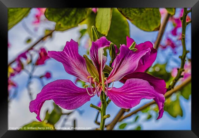Colorful Pink Hong Kong Orchid Flowers Waikiki Honolulu Hawaii Framed Print by William Perry