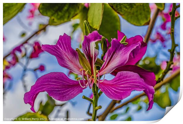 Colorful Pink Hong Kong Orchid Flowers Waikiki Honolulu Hawaii Print by William Perry
