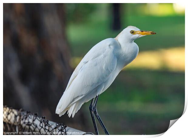 White Cattle Egret Waikiki Honolulu Hawaii  Print by William Perry