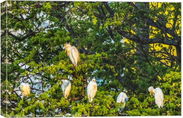 White Cattle Egrets Nesting Colony Tree Canal Waikiki Honolulu H Canvas Print by William Perry