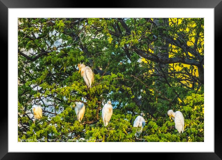 White Cattle Egrets Nesting Colony Tree Canal Waikiki Honolulu H Framed Mounted Print by William Perry