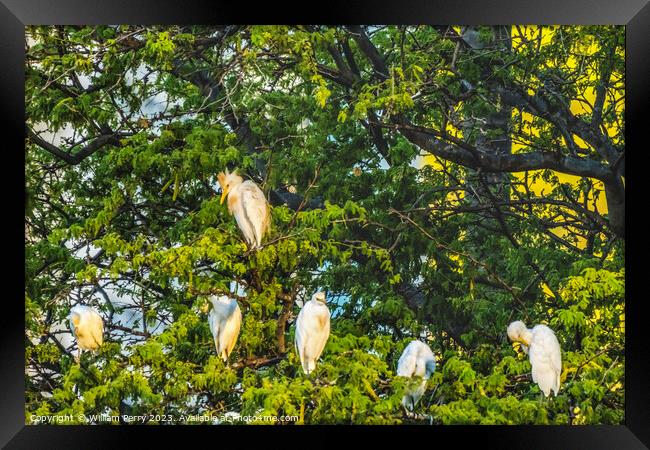 White Cattle Egrets Nesting Colony Tree Canal Waikiki Honolulu H Framed Print by William Perry