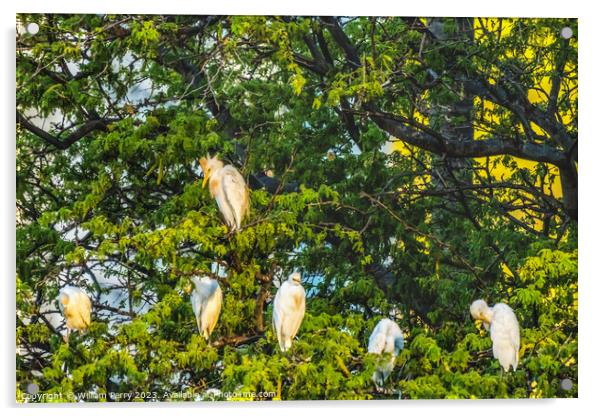 White Cattle Egrets Nesting Colony Tree Canal Waikiki Honolulu H Acrylic by William Perry