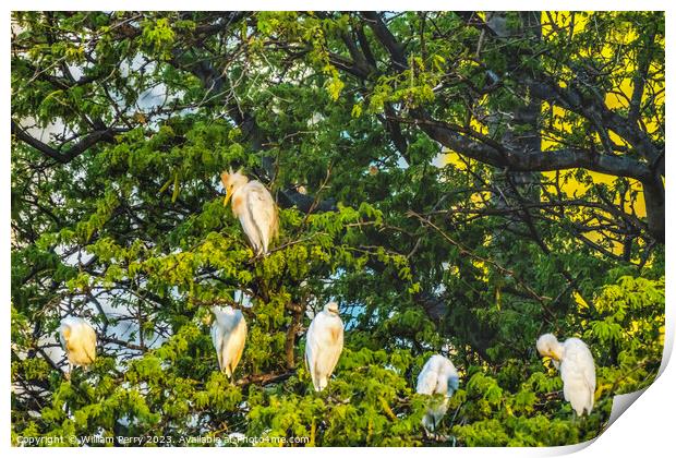 White Cattle Egrets Nesting Colony Tree Canal Waikiki Honolulu H Print by William Perry