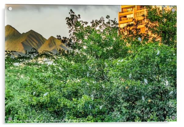 White Cattle Egrets Nesting Colony Tree Mountains Waikiki Honolu Acrylic by William Perry