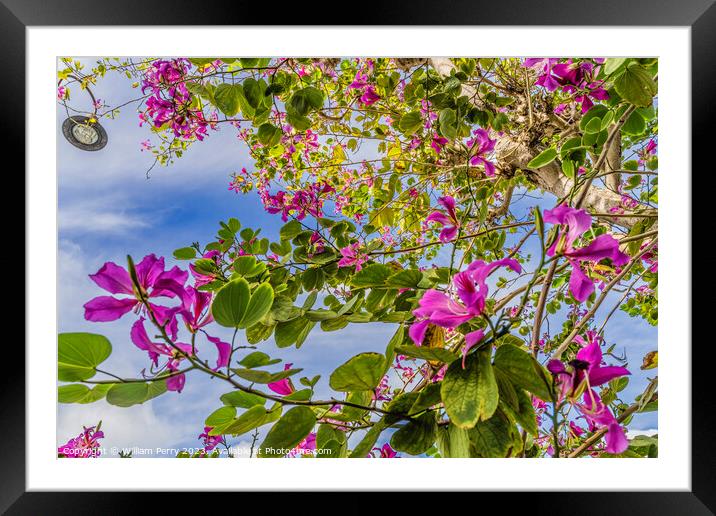 Colorful Pink Hong Kong Orchid Tree Flowers Kailua Honolulu Hawa Framed Mounted Print by William Perry