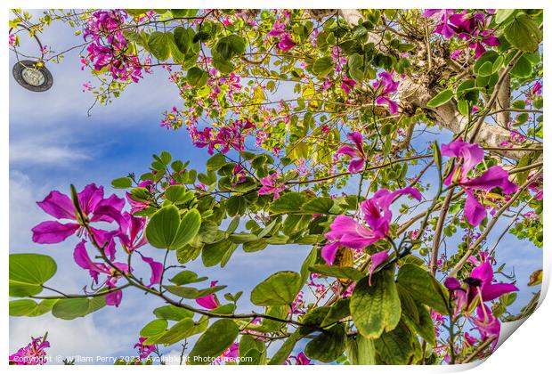 Colorful Pink Hong Kong Orchid Tree Flowers Kailua Honolulu Hawa Print by William Perry