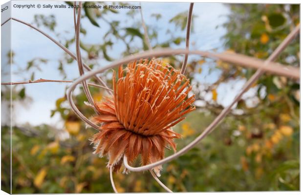 Dried Protea hanging in a garden Canvas Print by Sally Wallis