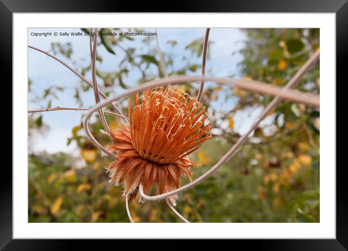 Dried Protea hanging in a garden Framed Mounted Print by Sally Wallis