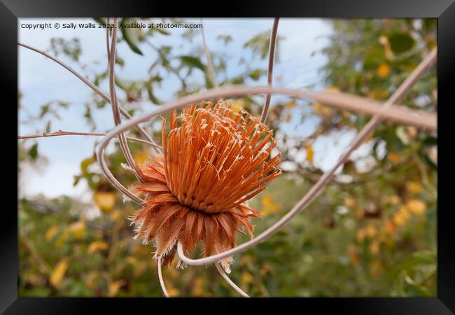 Dried Protea hanging in a garden Framed Print by Sally Wallis