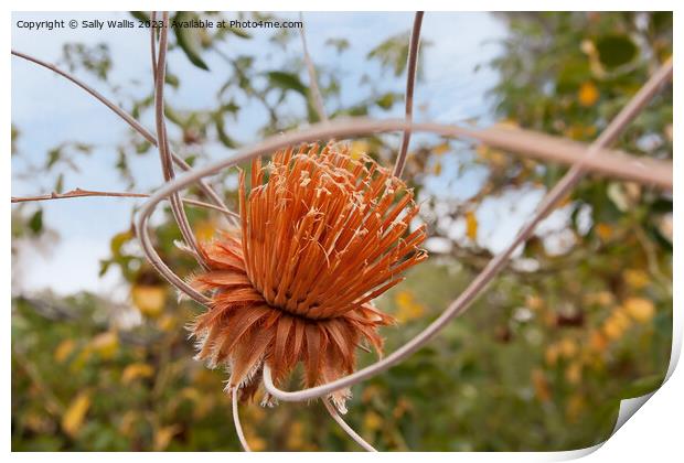 Dried Protea hanging in a garden Print by Sally Wallis