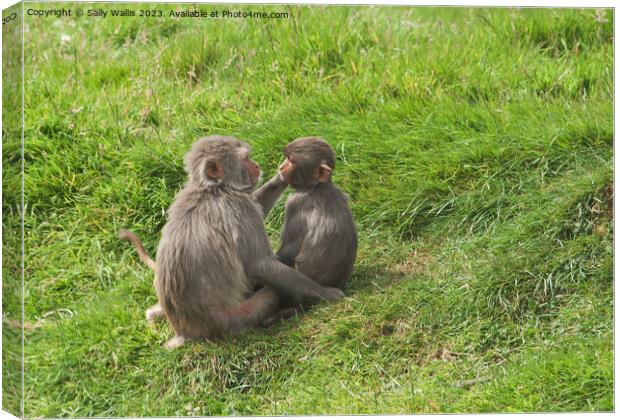 Monkeys grooming  Canvas Print by Sally Wallis
