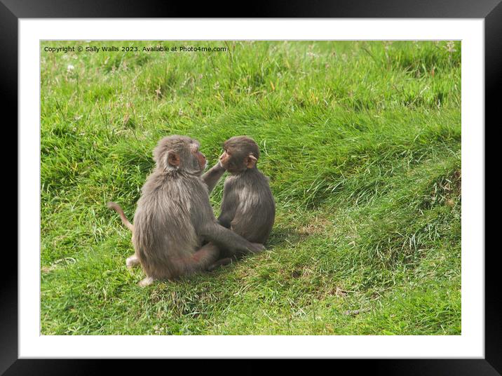 Monkeys grooming  Framed Mounted Print by Sally Wallis