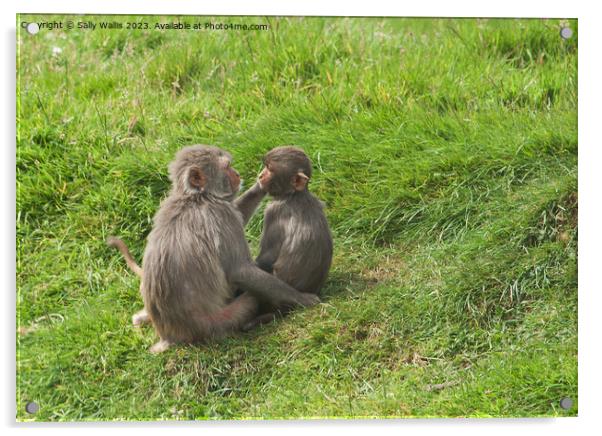 Monkeys grooming  Acrylic by Sally Wallis