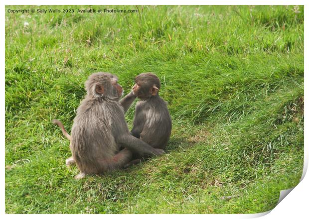Monkeys grooming  Print by Sally Wallis