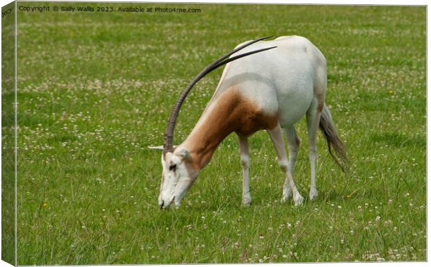 Scimitar-Horned Oryx, endangered species Canvas Print by Sally Wallis