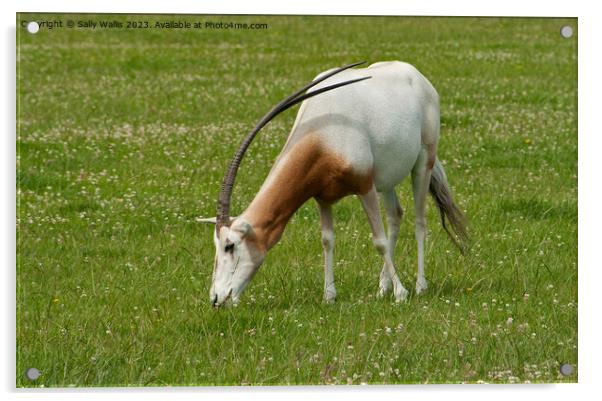 Scimitar-Horned Oryx, endangered species Acrylic by Sally Wallis