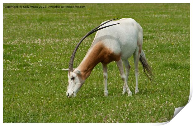 Scimitar-Horned Oryx, endangered species Print by Sally Wallis